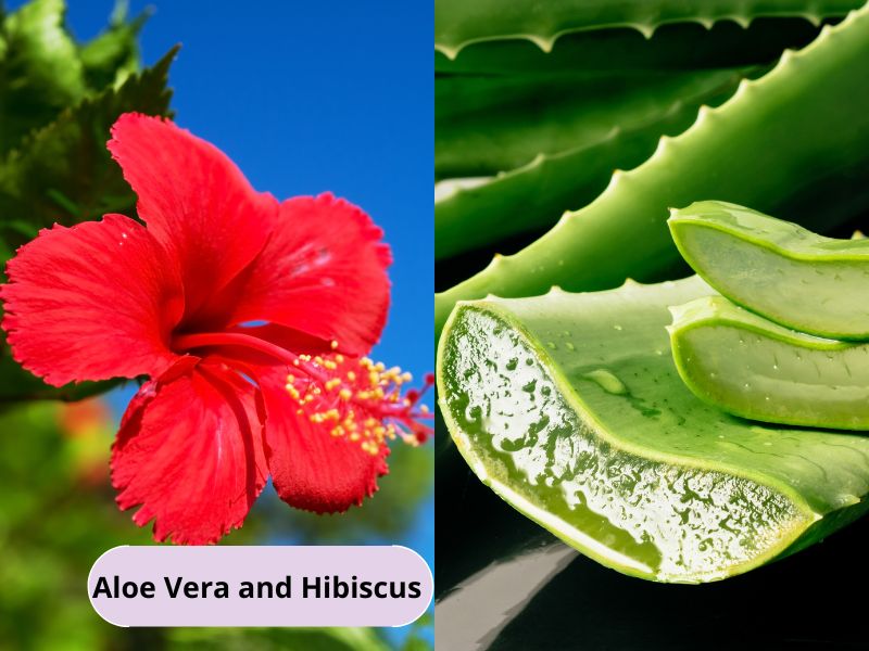 Aloe vera and hibiscus hair mask